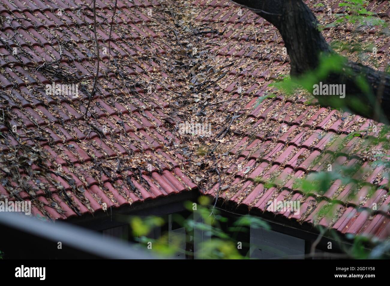 A tiled roof of old house, covered with fallen leaves Stock Photo