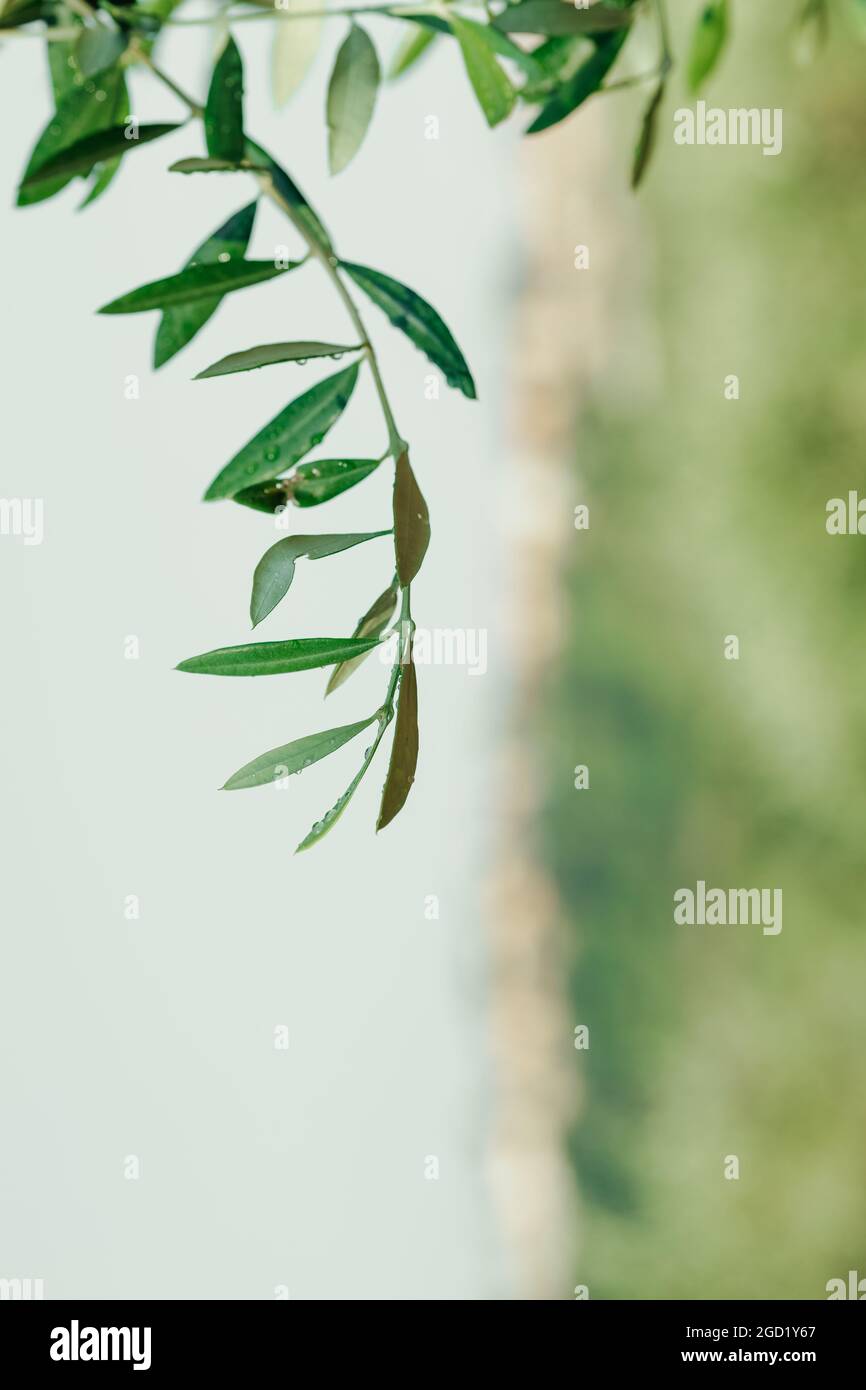 Close up shot of green olive fruits on an olive tree branch Stock Photo ...