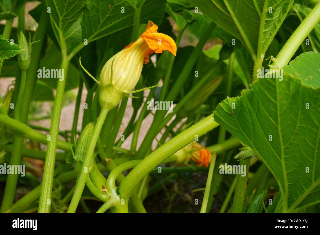 Zucchini Blossoms Within Green Leaves Summertime Stock Photo