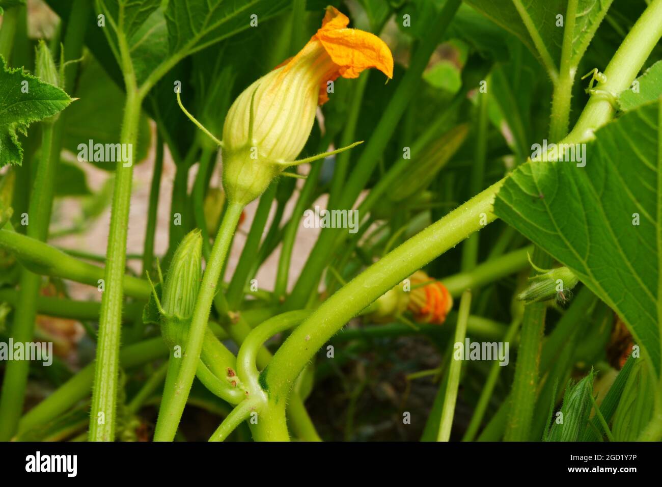 Zucchini Blossoms Within Green Leaves Summertime Stock Photo