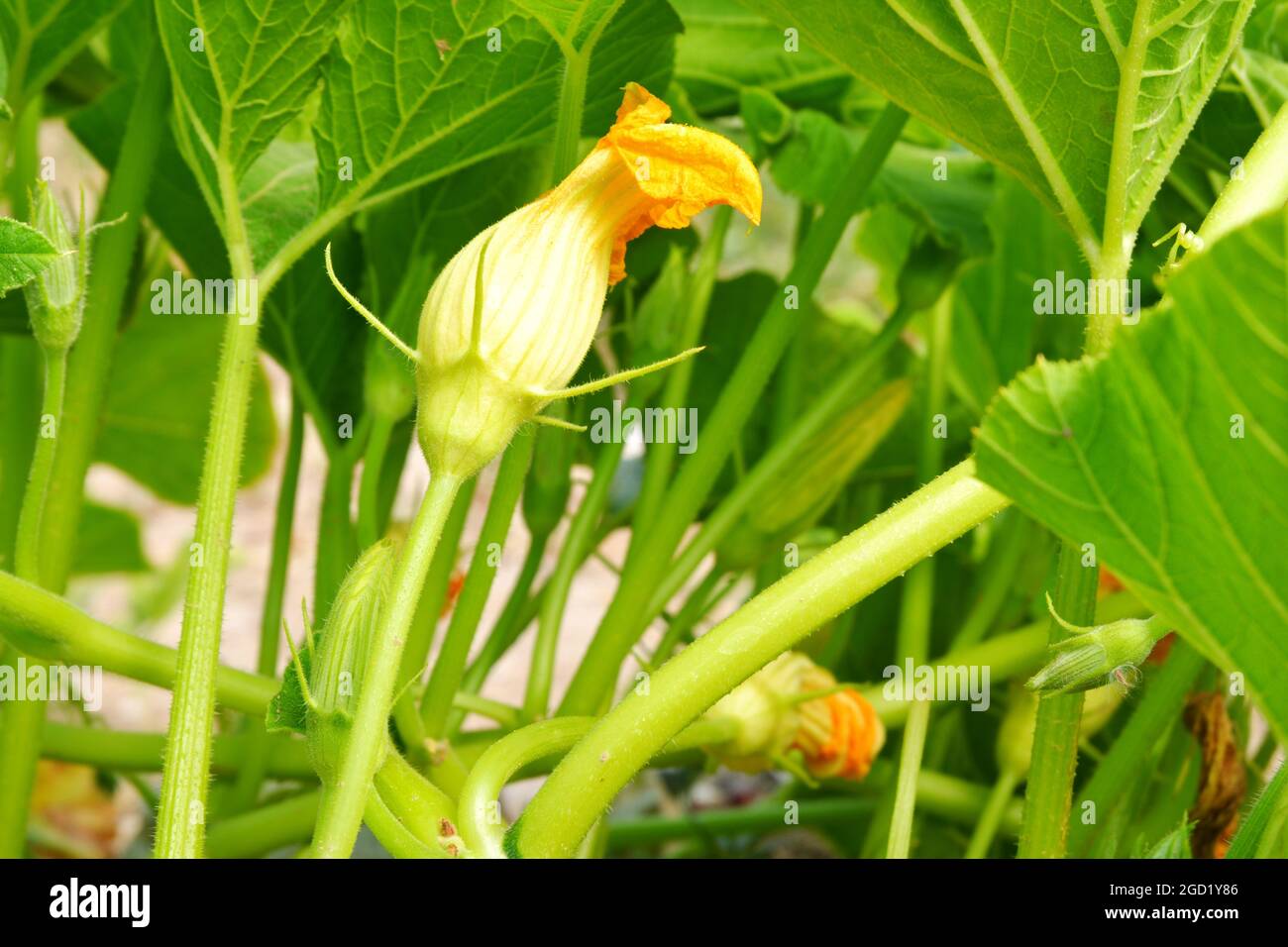 Zucchini Blossoms Within Green Leaves Summertime Stock Photo