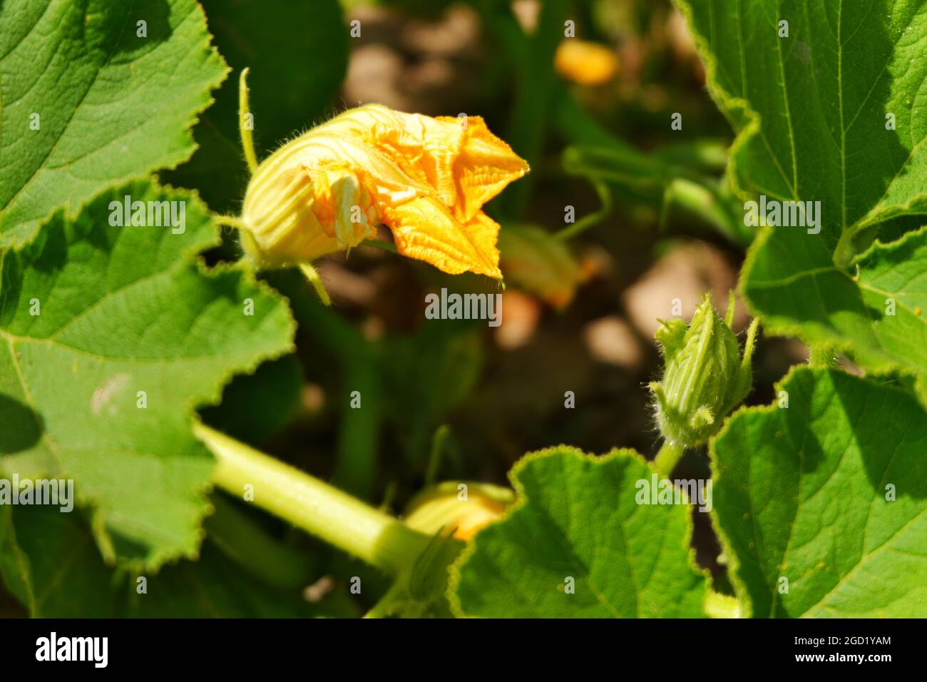 Zucchini Blossoms Within Green Leaves Summertime Stock Photo