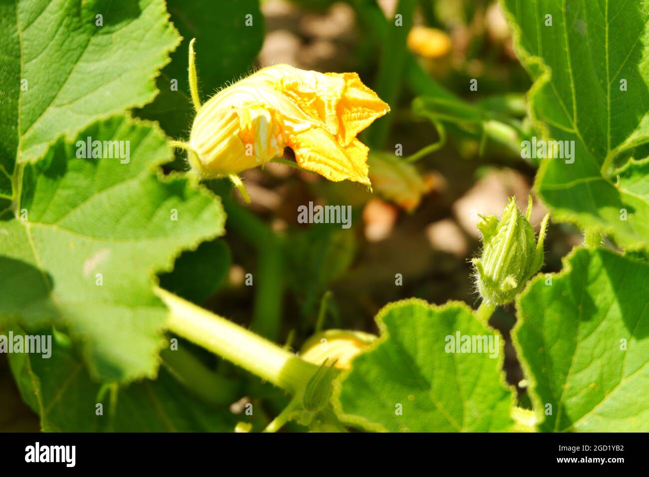 Zucchini Blossoms Within Green Leaves Summertime Stock Photo