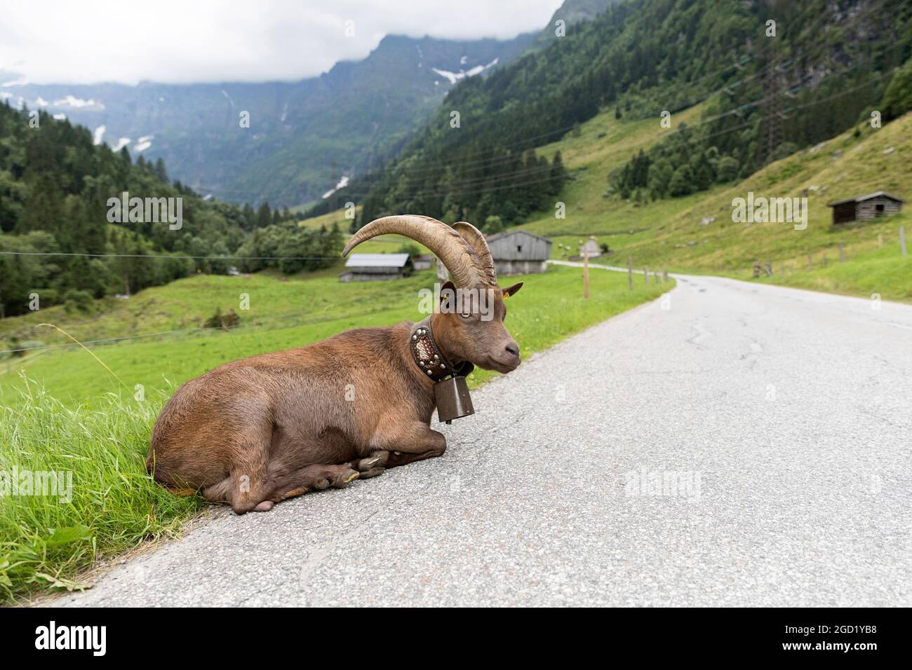 Goat with big horns and with bell around his neck lying on a mountain road to Hintersee  lake in Mittersill Salzburg Austria, Europe Stock Photo