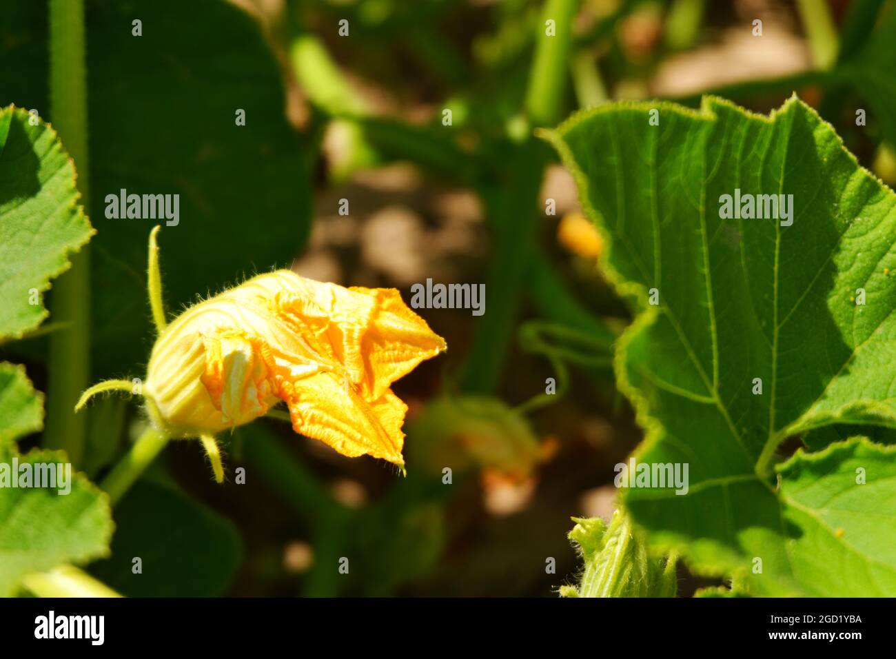 Zucchini Blossoms Within Green Leaves Summertime Stock Photo