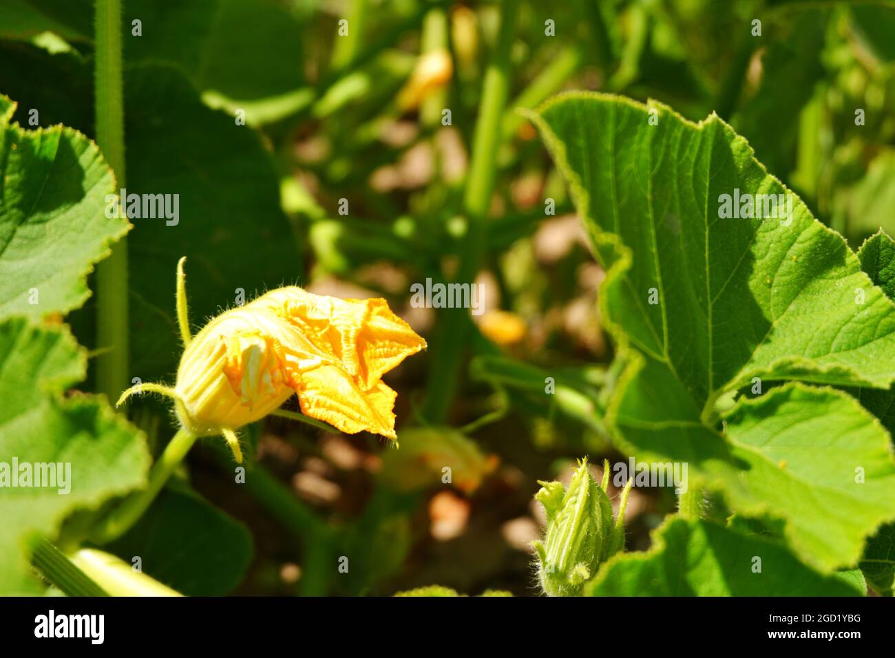 Zucchini Blossoms Within Green Leaves Summertime Stock Photo