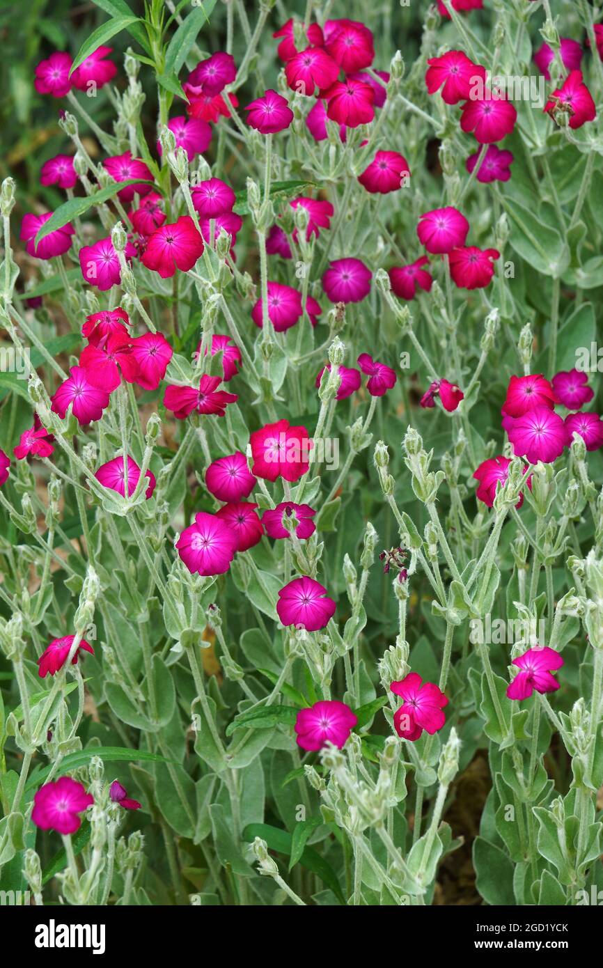 Rose campion (Silene coronaria). Called Dusty miller, Mullein pink and  Bloody William also. Another botanical name is Lychnis coronaria Stock  Photo - Alamy
