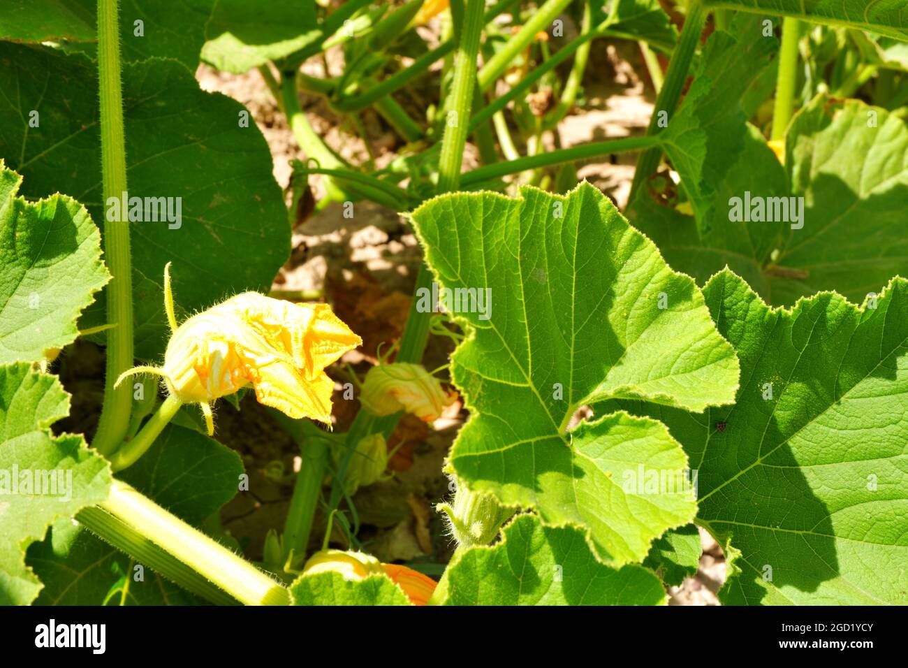 Zucchini Blossoms Within Green Leaves Summertime Stock Photo