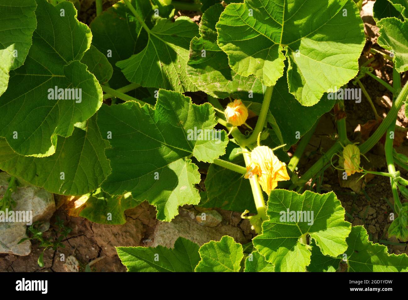Zucchini Blossoms Within Green Leaves Summertime Stock Photo Alamy