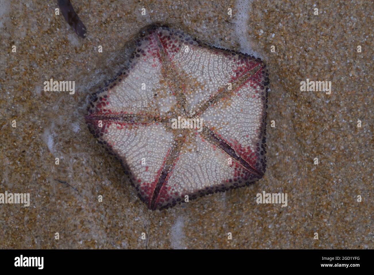 A starfish, turned upside down, in shallow crystal-clear water of Gulf of Siam Stock Photo