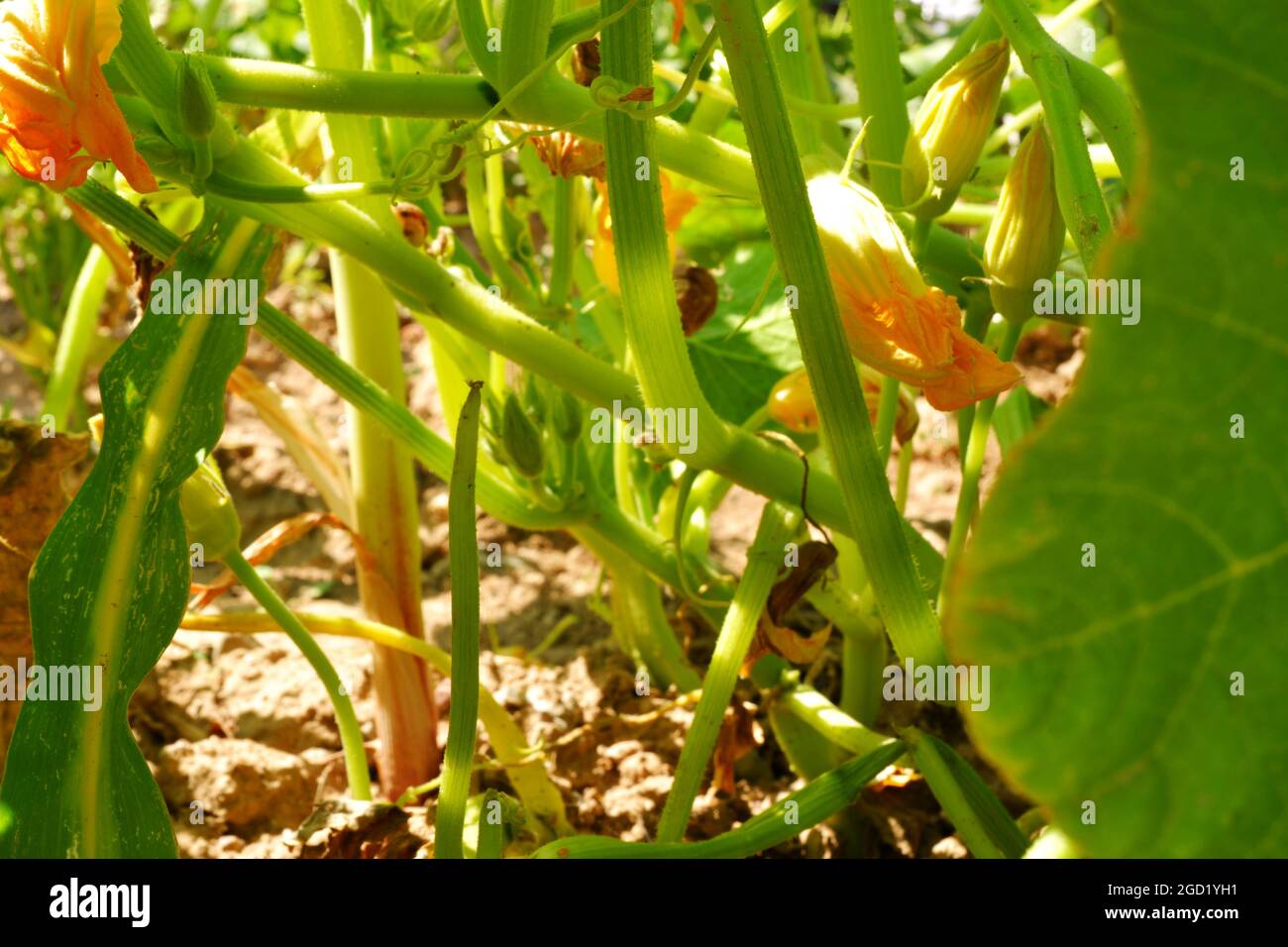 Zucchini Blossoms Within Green Leaves Summertime Stock Photo