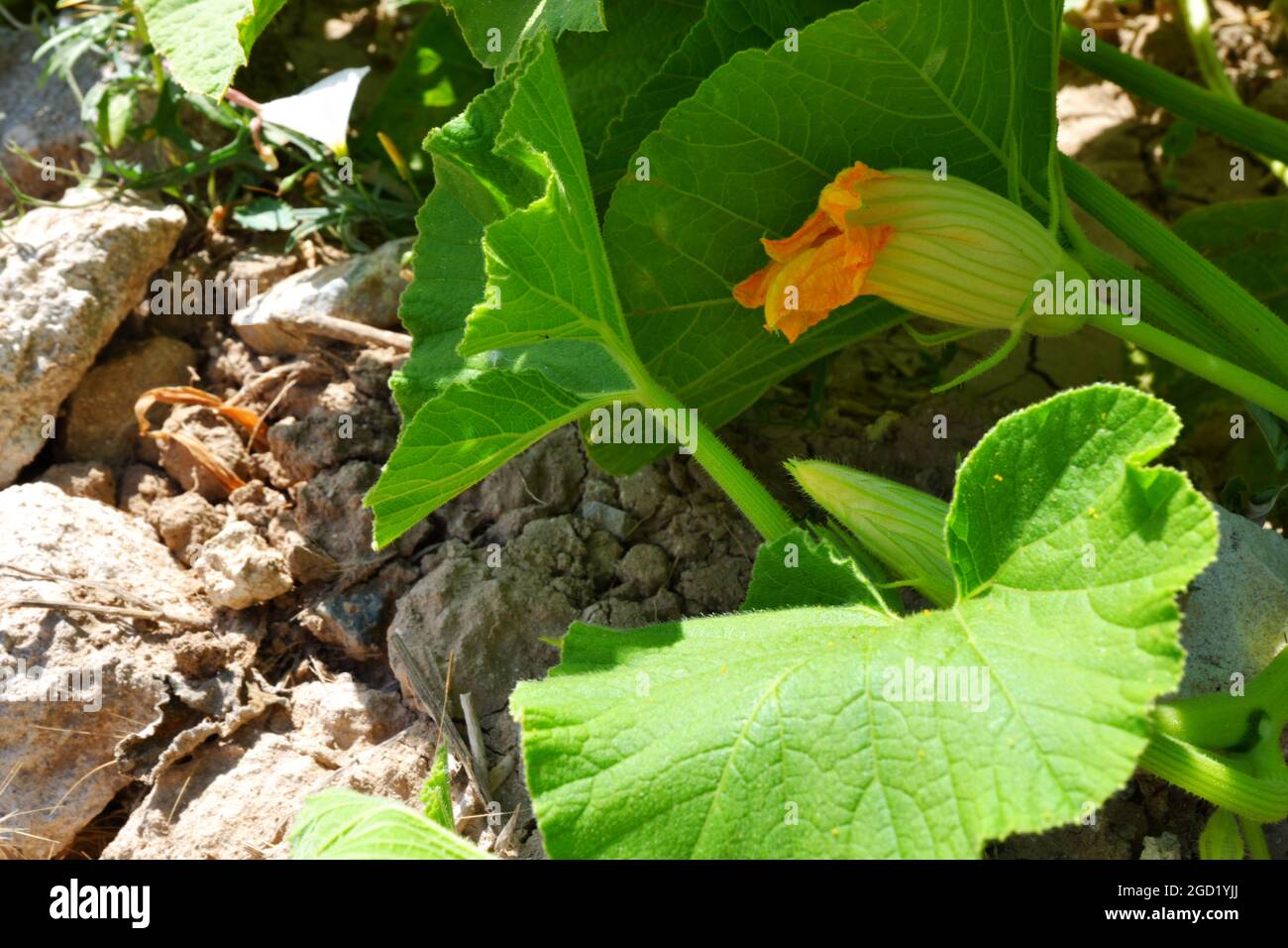 Zucchini Blossoms Within Green Leaves Summertime Stock Photo Alamy