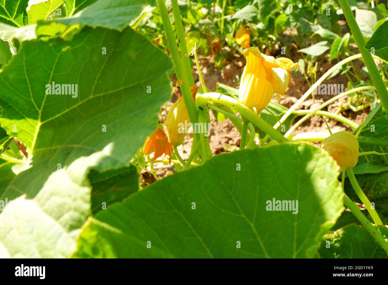 Zucchini Blossoms Within Green Leaves Summertime Stock Photo