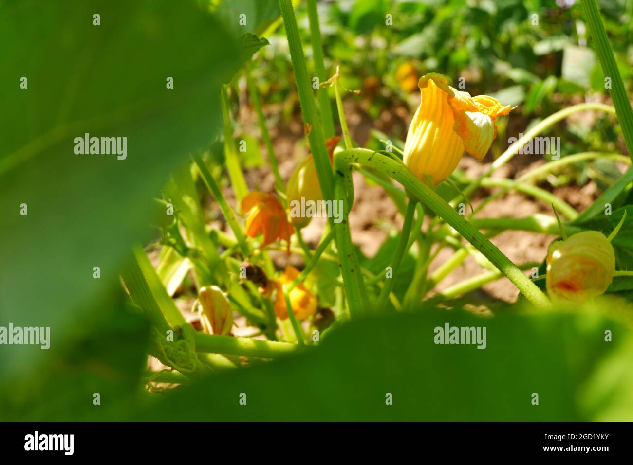Zucchini Blossoms Within Green Leaves Summertime Stock Photo Alamy