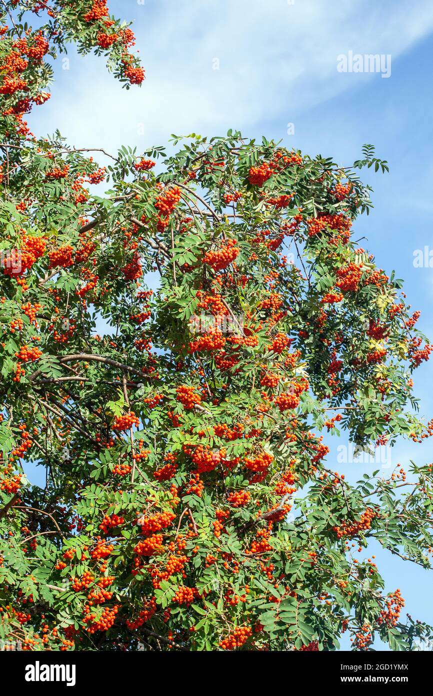 Red Mountain Ash (Sorbus aucuparia) also known as European Rowan ...