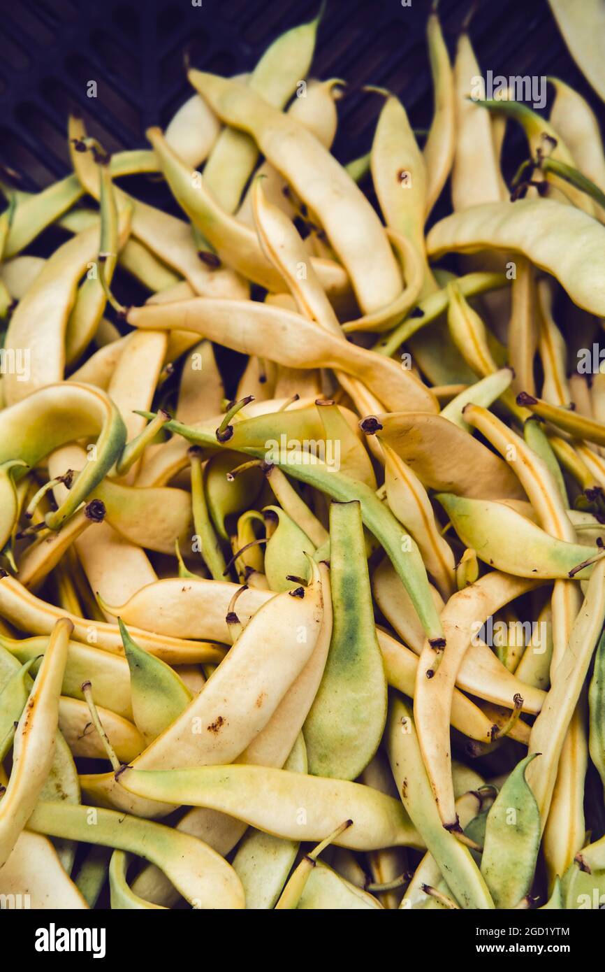 Pile of fresh crisp organic yellow flat beans at local farmers market Stock Photo
