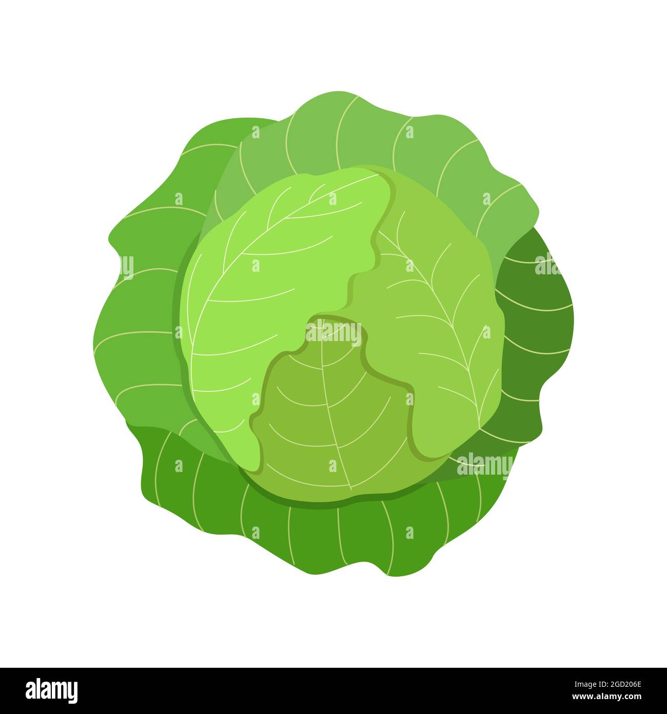 Green cabbage head with large leaves, a vector illustration of fresh