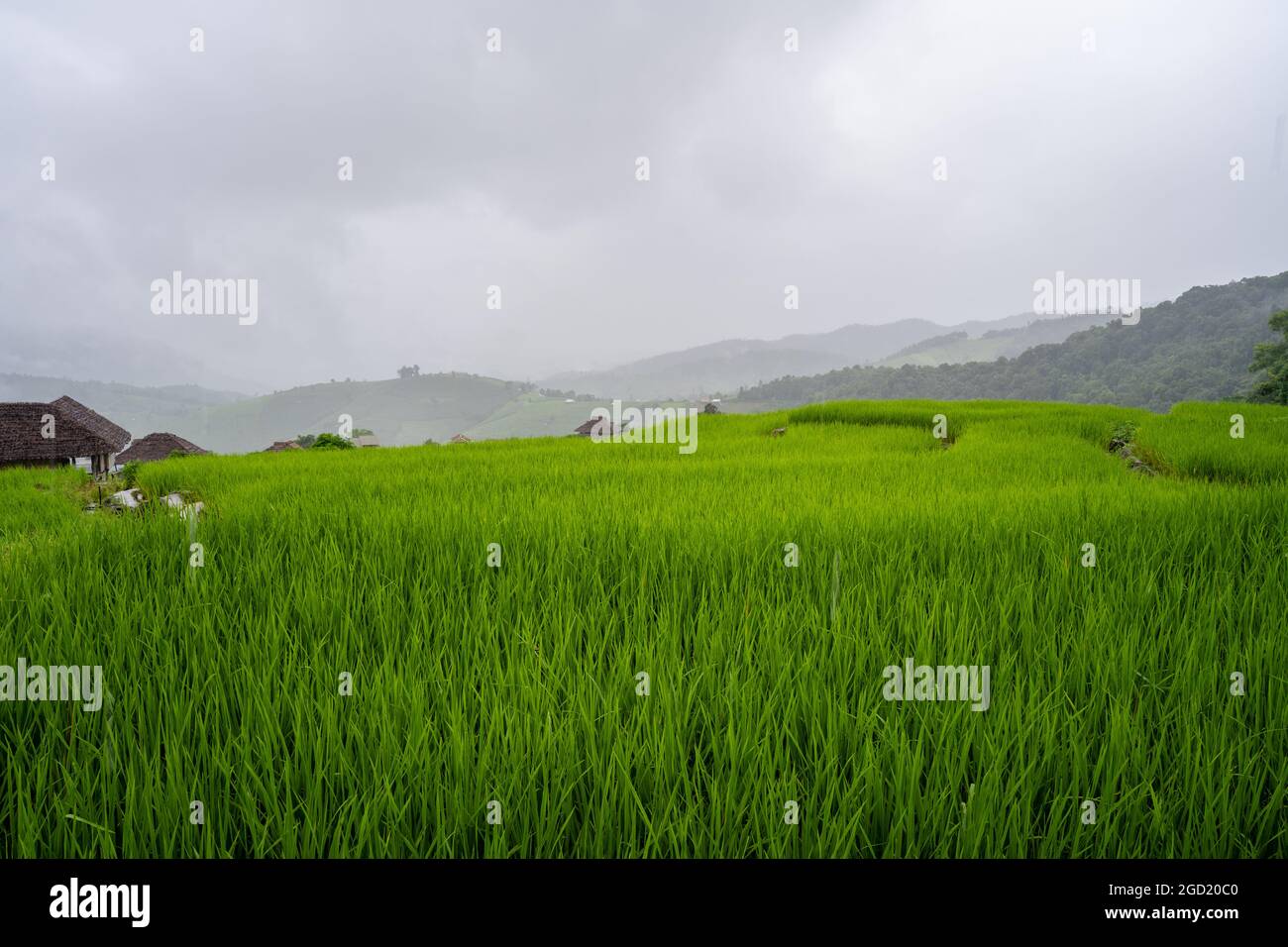 Beautiful landscape of a rice field on a foggy day Stock Photo - Alamy