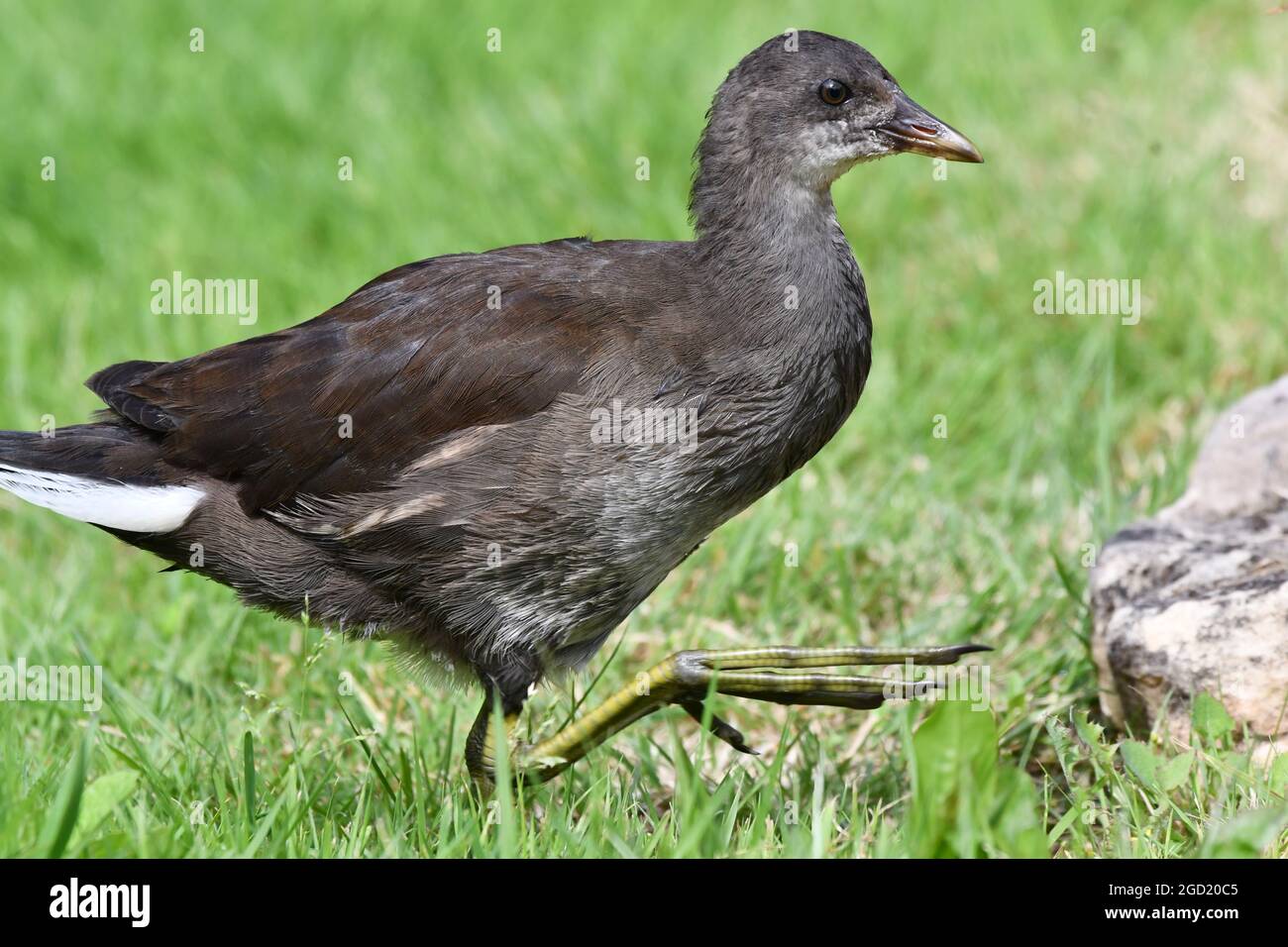 Juvenile Moorhen, Gallinula Chloropus, United Kingdom Stock Photo