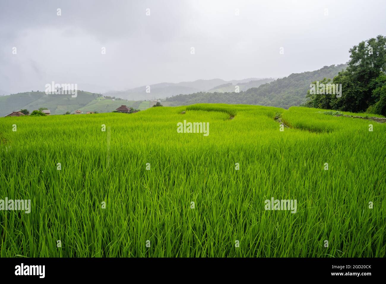 Beautiful landscape of a rice field on a foggy day Stock Photo - Alamy