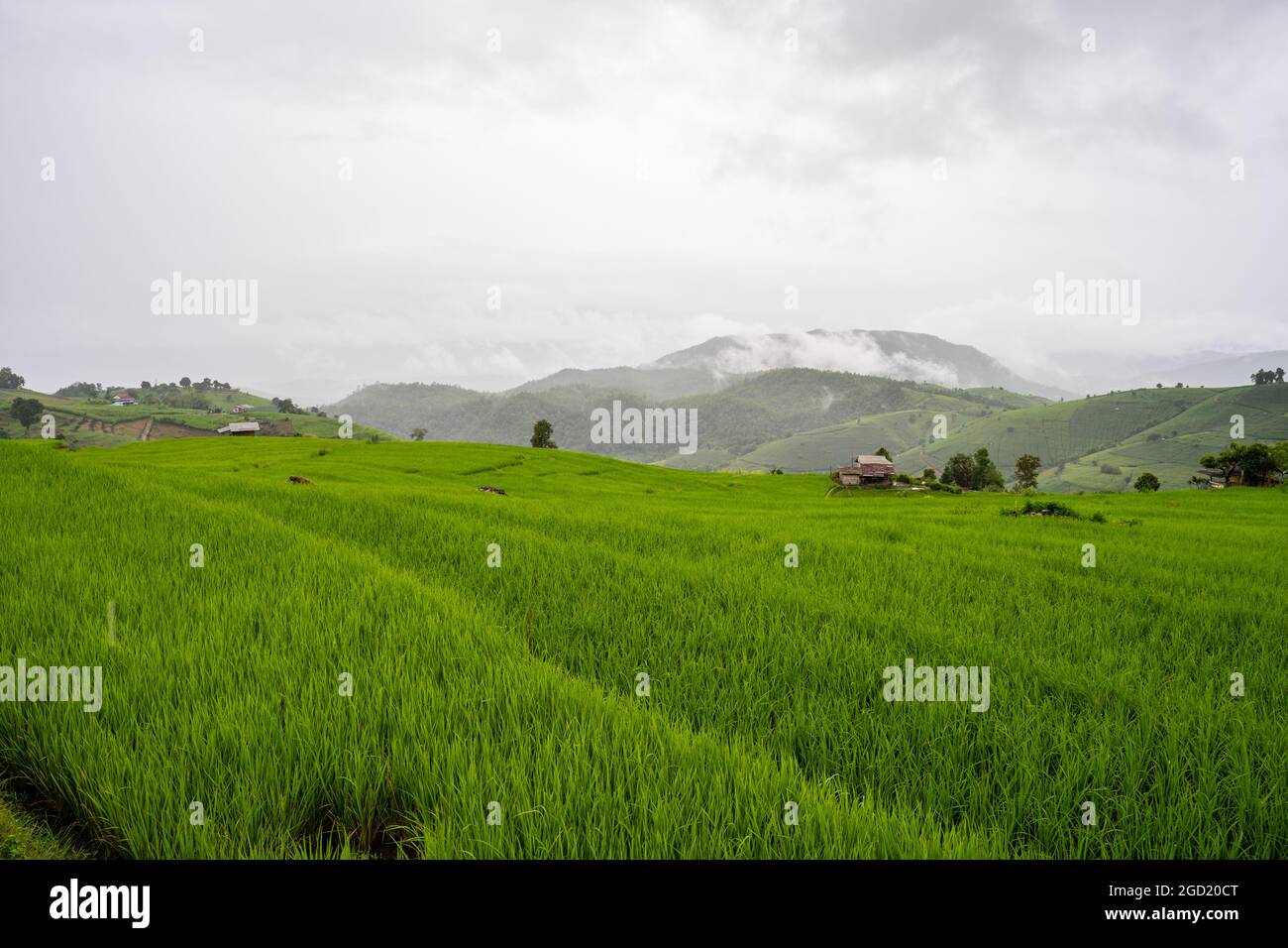 Beautiful landscape of a rice field on a foggy day Stock Photo - Alamy