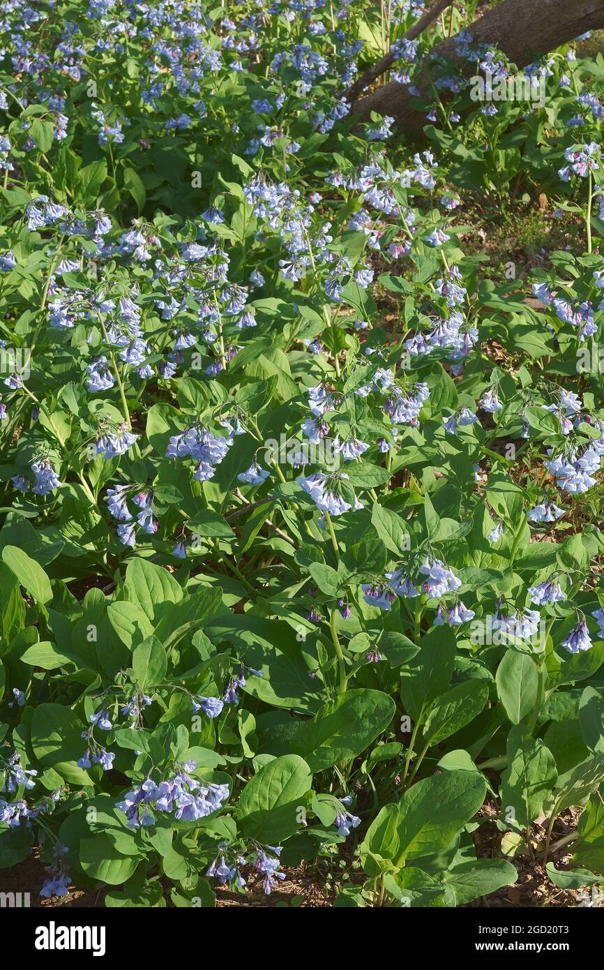 Virginia bluebells (Mertensia virginica). Called Virginia cowslip, Lungwort oysterleaf and Reanoke bells also. Stock Photo