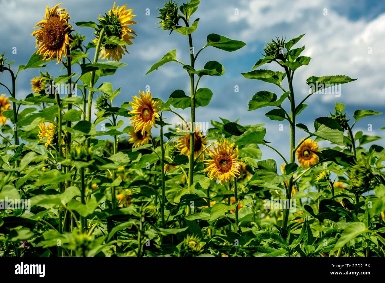 Flora : The sunflower field Stock Photo