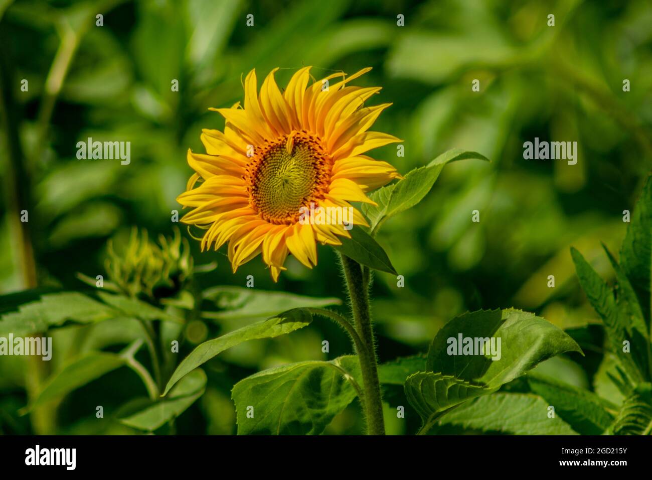 Flora : The sunflower Stock Photo