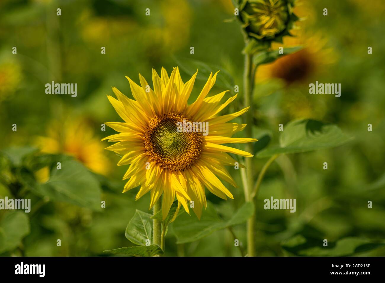 Flora : Field of sunflowers Stock Photo