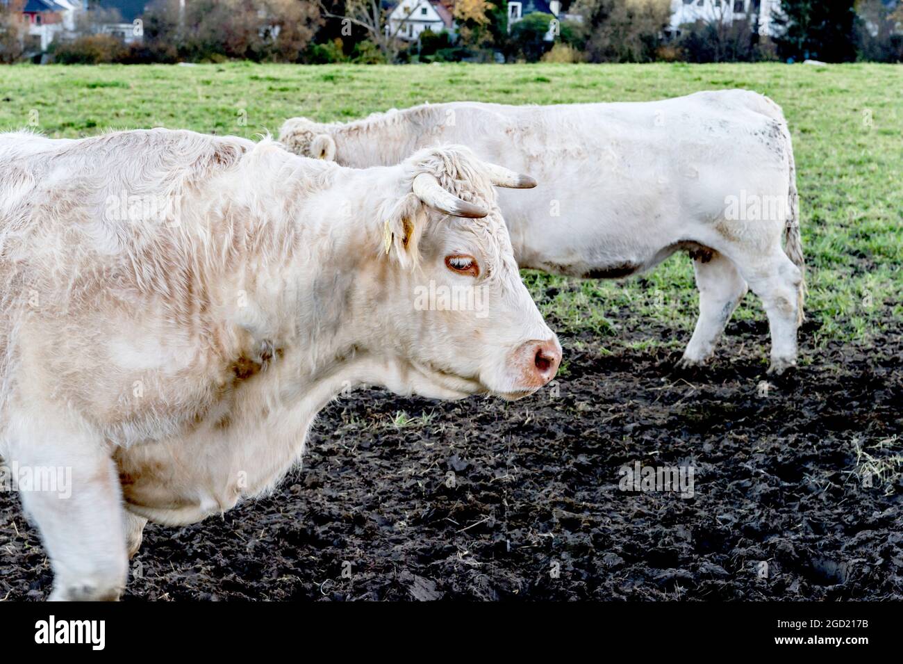 Cows outdoor, munching hay: Kuehe auf der Weide, Heu fressend Stock Photo