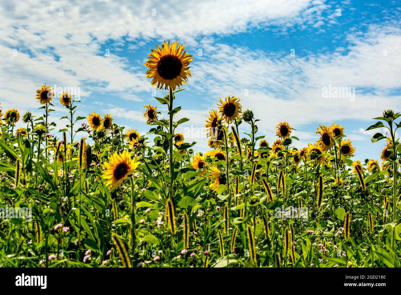 Flora : The long sunflower Stock Photo