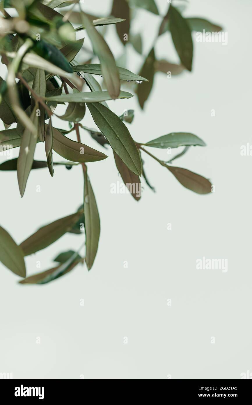 Close up shot of green olive fruits on an olive tree branch Stock Photo ...