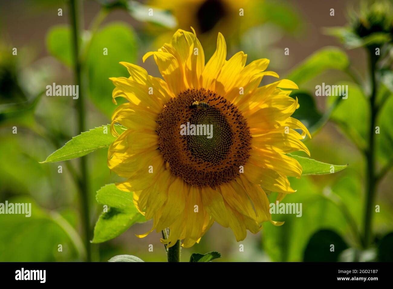 Flora : Yellow summer Stock Photo