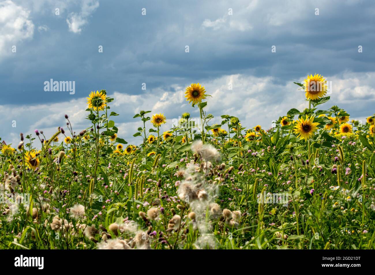 Flora : Sunflower time Stock Photo