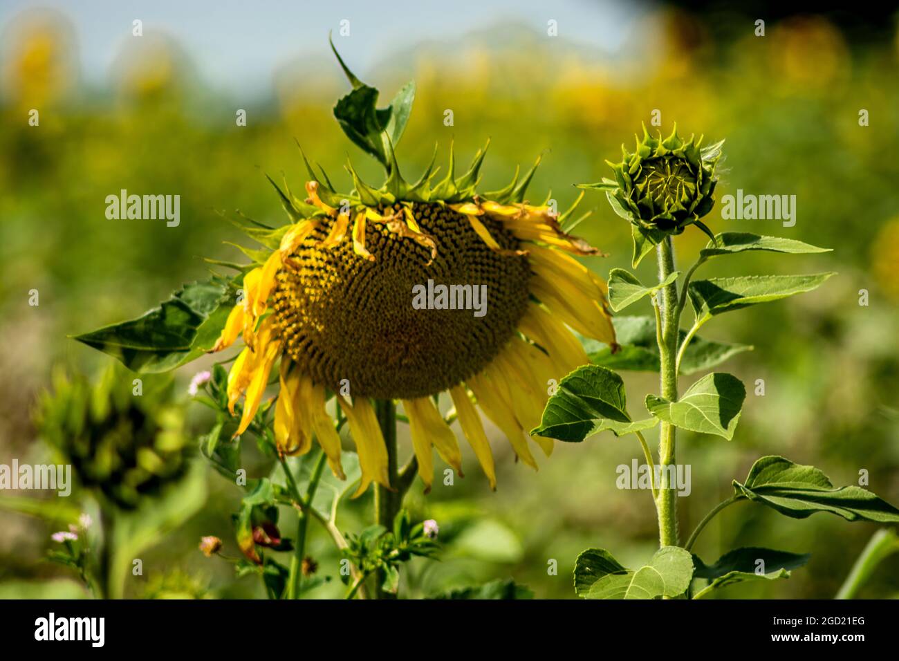 Flora : The mix between yellow and green Stock Photo