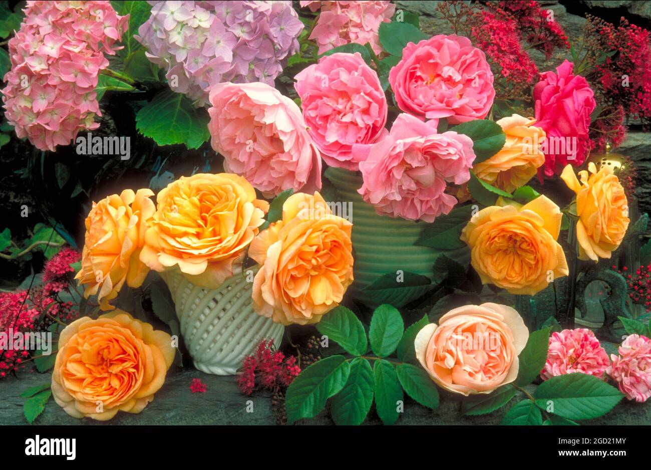 botany, roses and hydrangea in vases, ADDITIONAL-RIGHTS-CLEARANCE-INFO-NOT-AVAILABLE Stock Photo