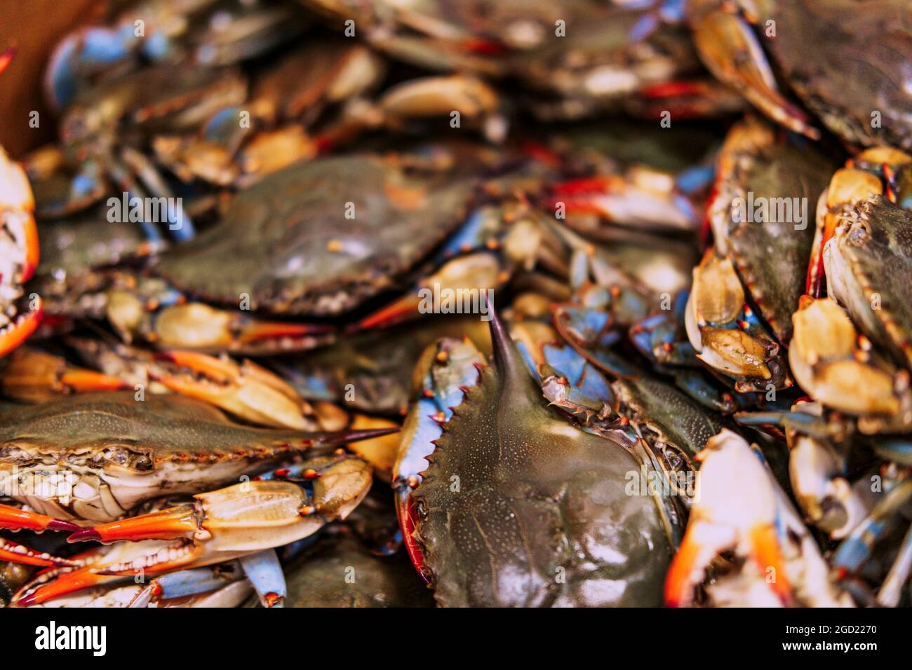 Live Chesapeake bay blue shell crabs at local seafood market Stock Photo Alamy