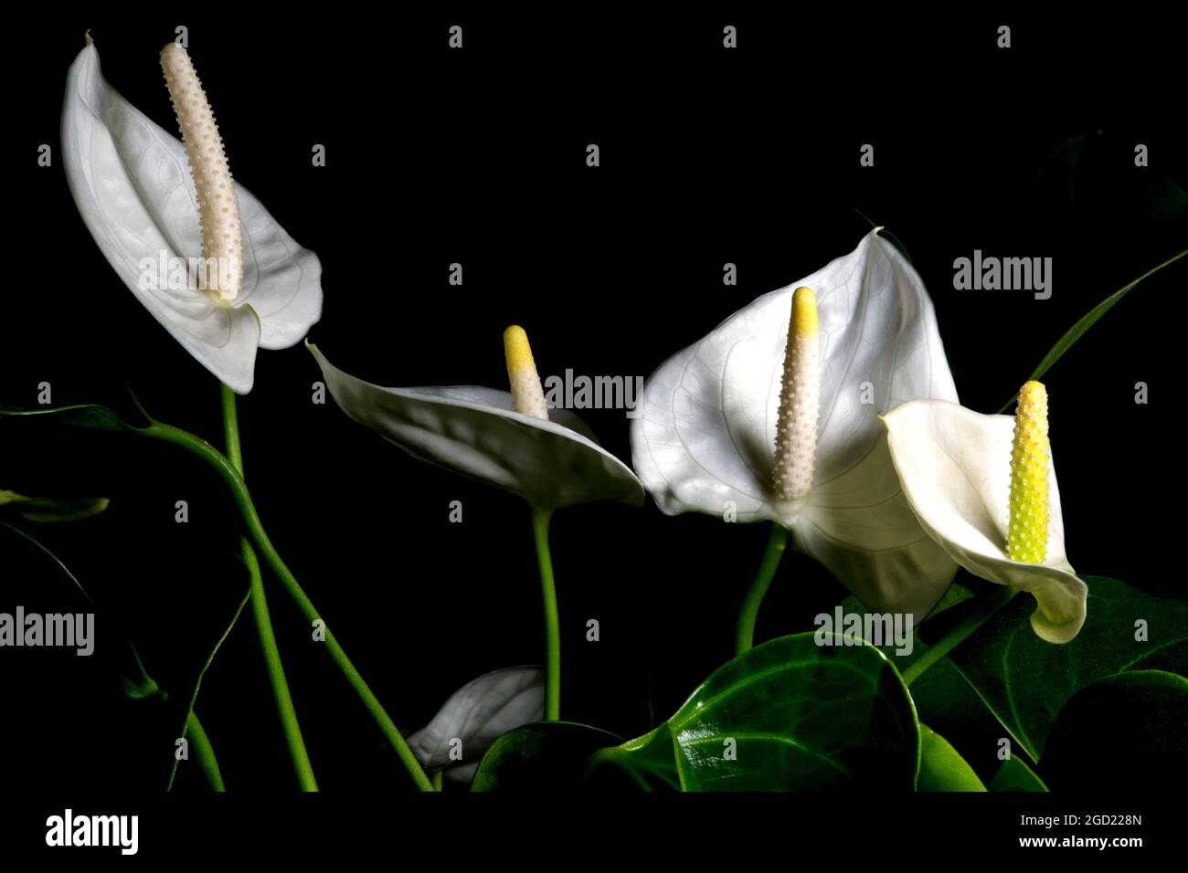 Anthurium house plant flowers isolated against a black background Stock