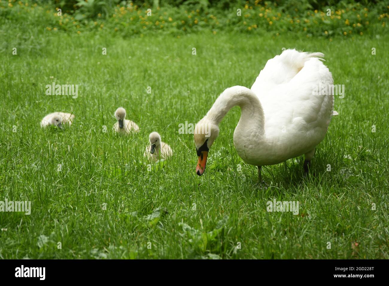 Parent Swan and cygnets on the grass eating Stock Photo