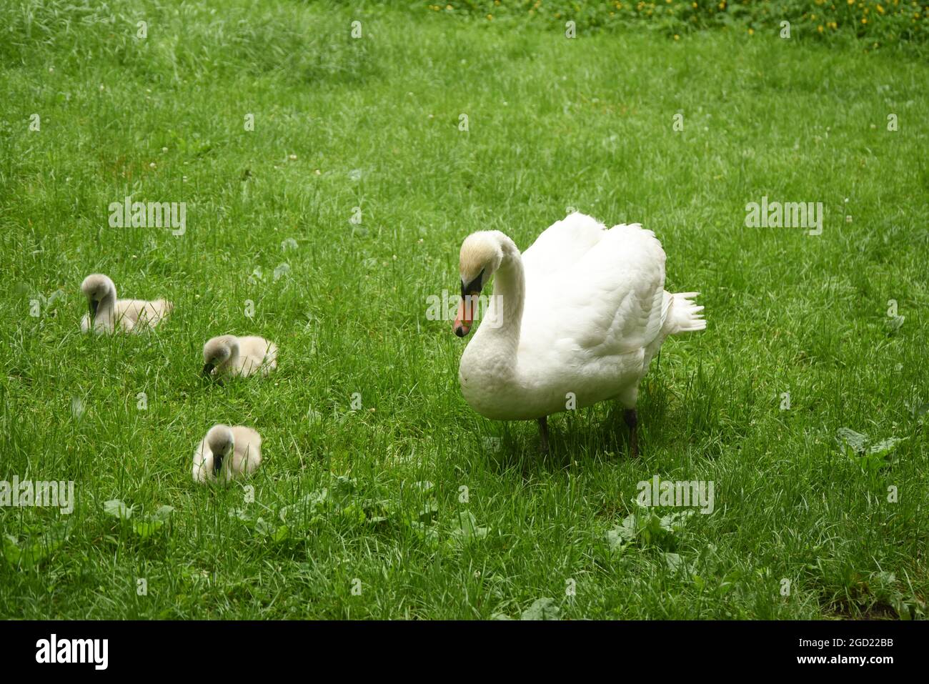 Parent swan and cygnets Stock Photo