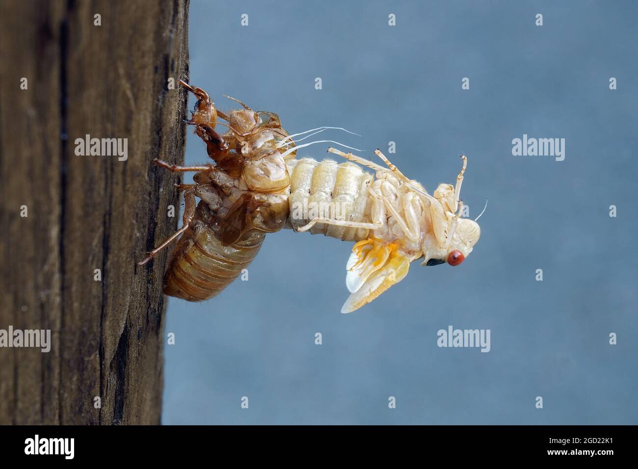 pharaoh cicada