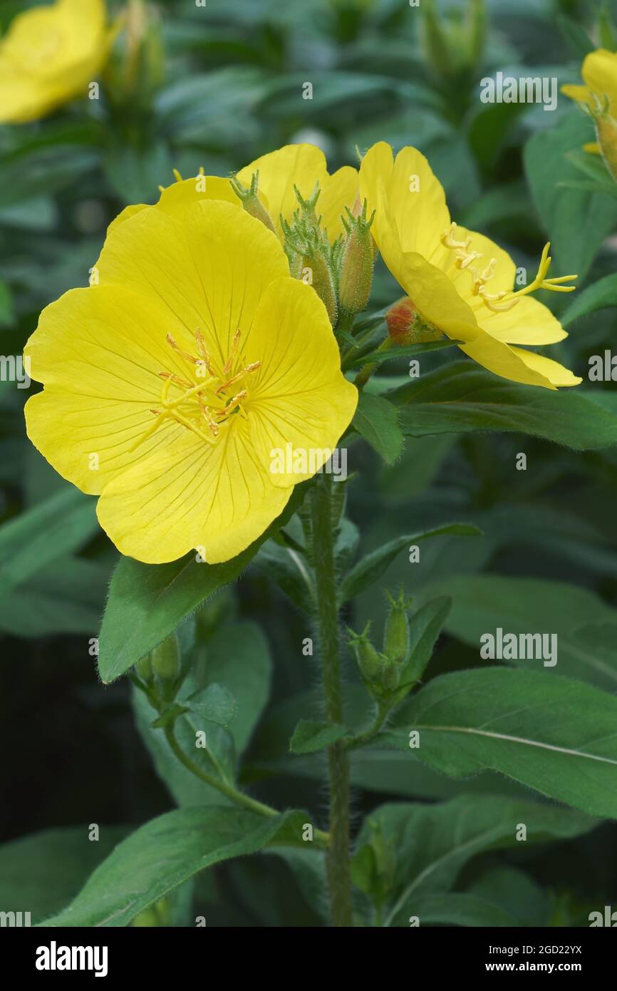 Common evening primrose (Oenothera biennis). Calles Evening star, Sundrop, Weedy evevning primrose, German rampion, Hog weed, King's cure-all and Feve Stock Photo