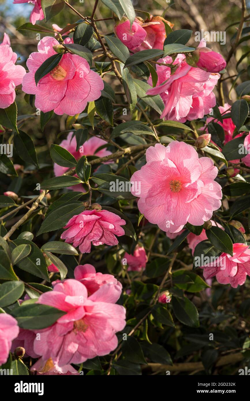 Pink Camellia. Camelia Japonica. Winter rose. State flower of Alabama