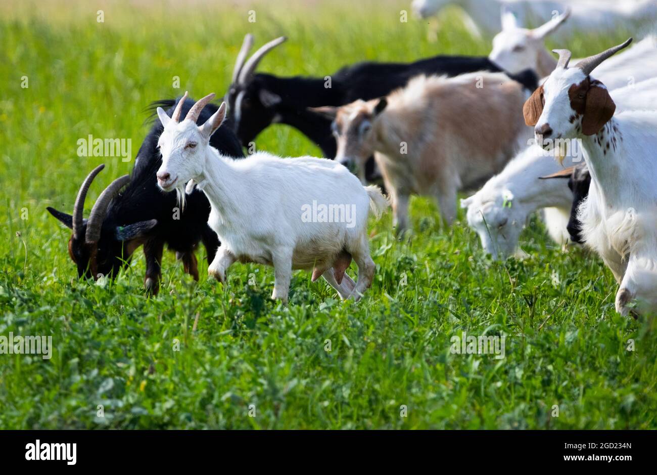 Walk In Breeding Goats walk in village, Breeding of domestic animals. Industrial animal ...