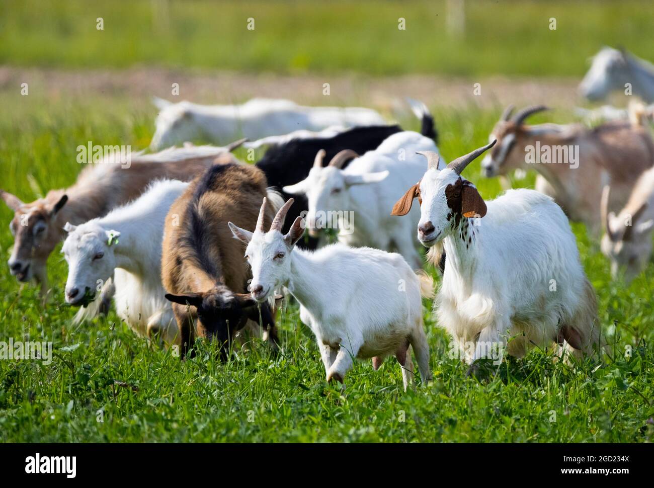 Goats walk in village, Breeding of domestic animals. Industrial animal  husbandry, Livestock business concept, Farm with animals, Herd of goats  grazes Stock Photo - Alamy