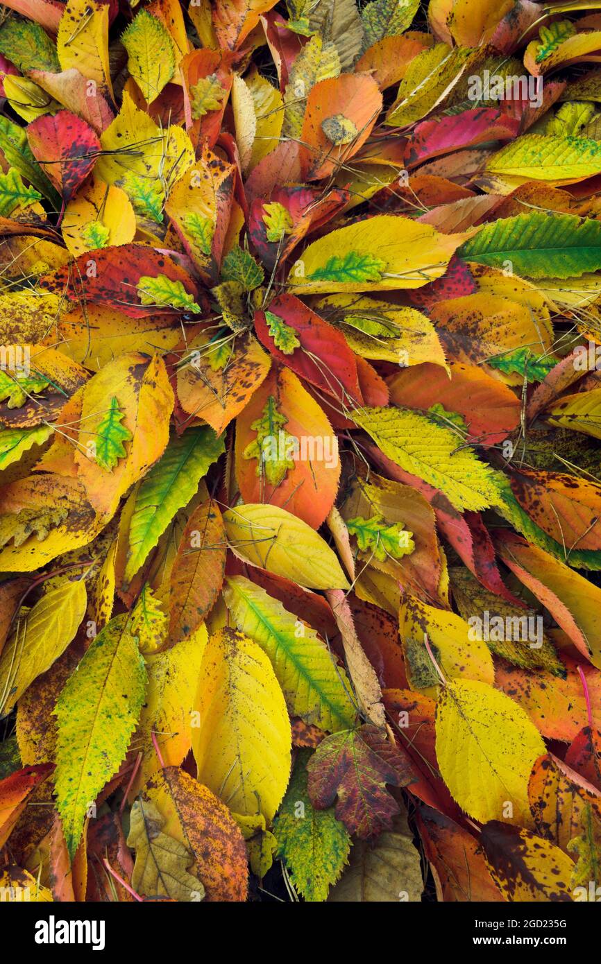 Arrangement of Autumn Leaves. Oak, Cherry, Sweet Chestnut.  also birch, & guelderleaves with pine needles. Stock Photo