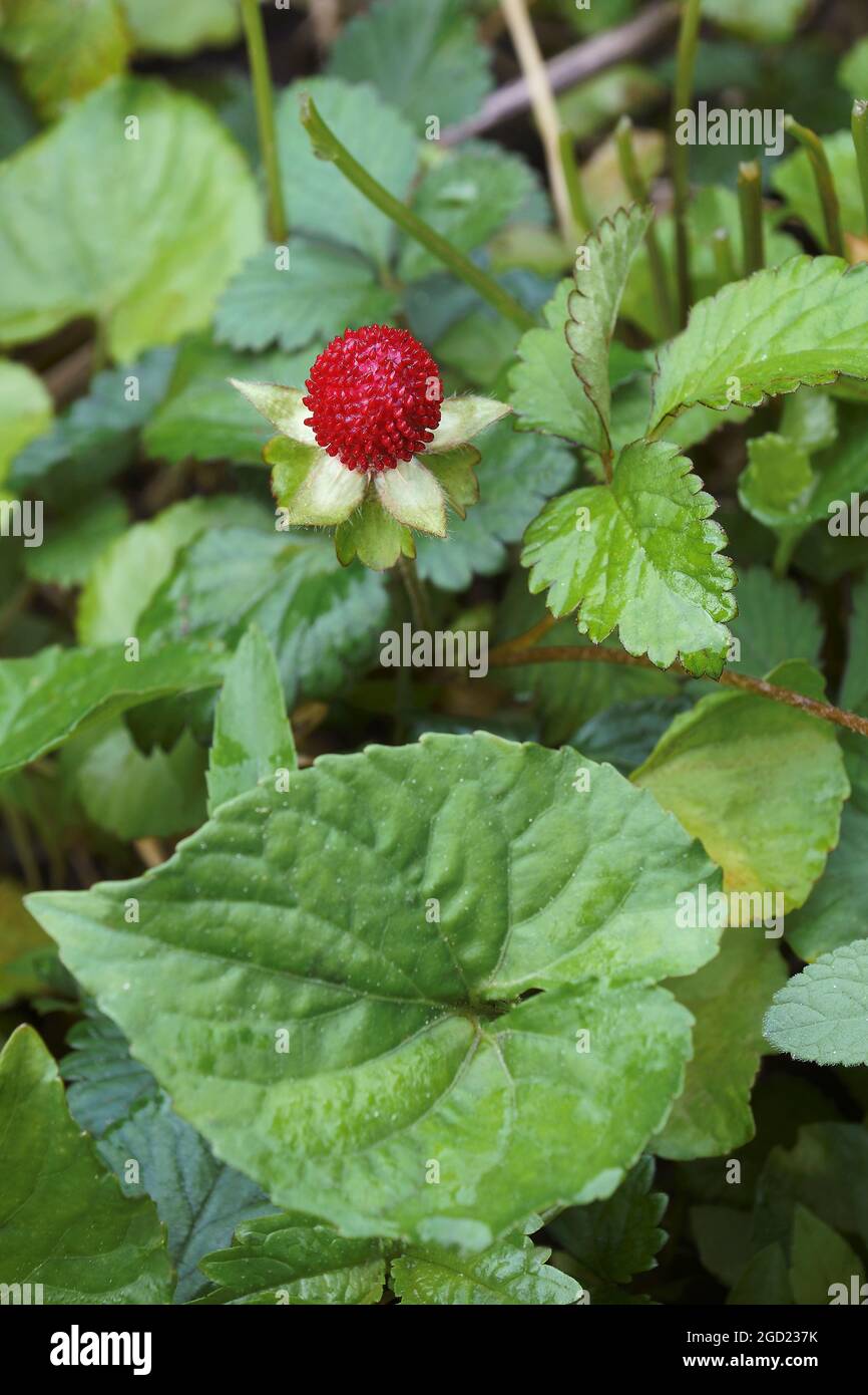 Mock strawberry (Potentilla indica). Called Indian strawberry and False strawberry also. Another botanical name is Duchesnea indica. Stock Photo