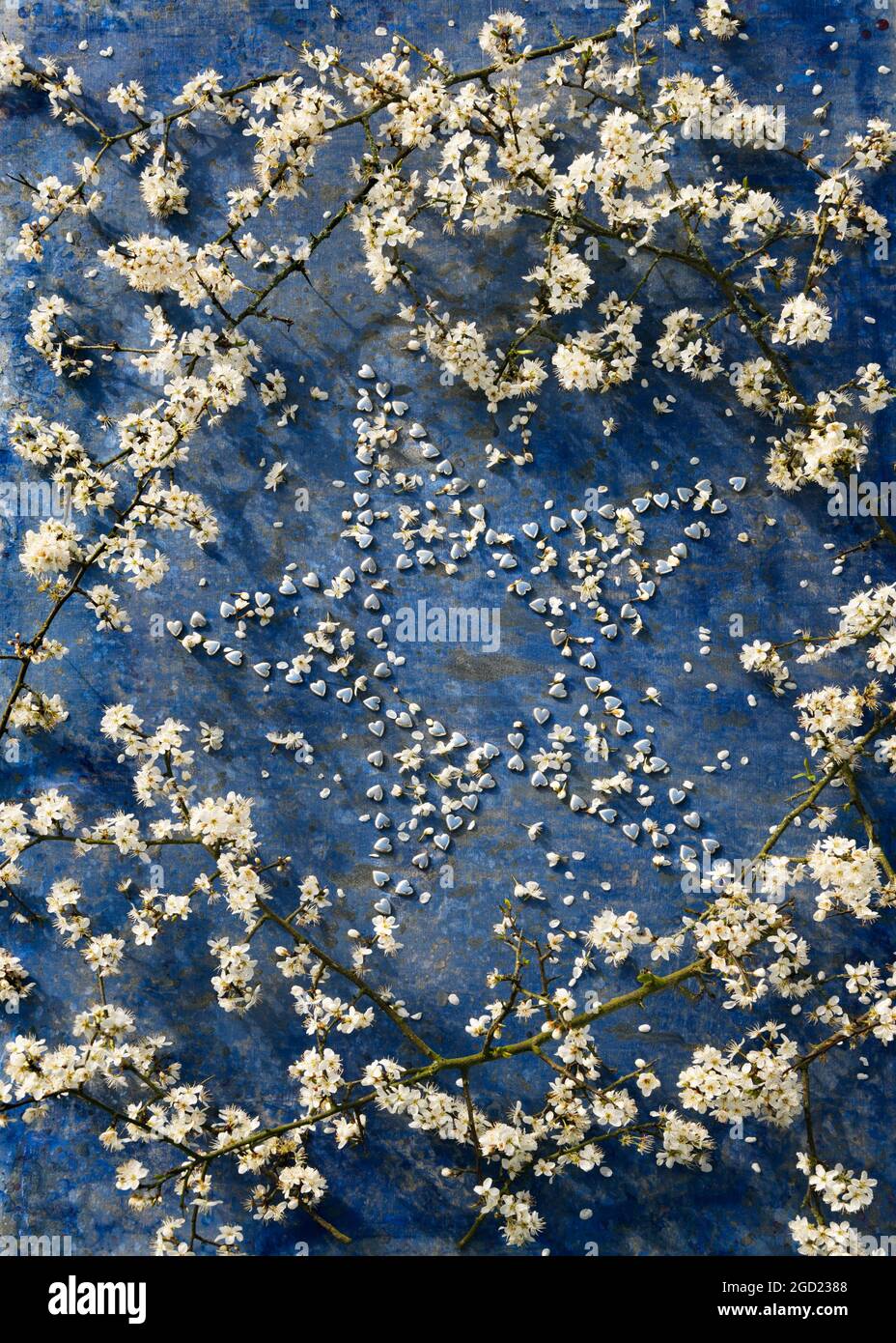 Star shape made from tiny silver hearts surrounded by branches of blackthorn blossom. Stock Photo
