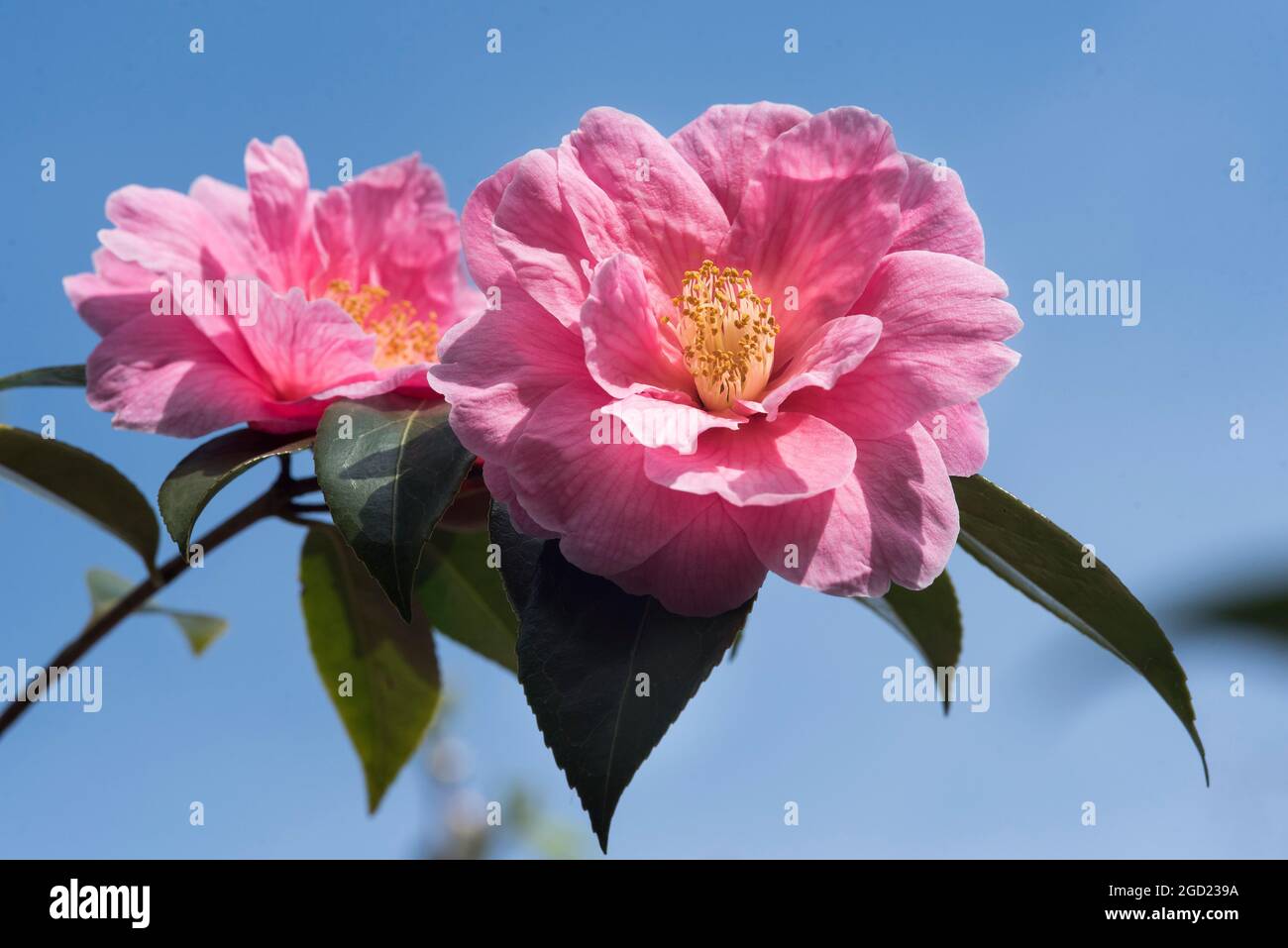 Close up of a pink Camellia. Camelia Japonica. Winter rose.