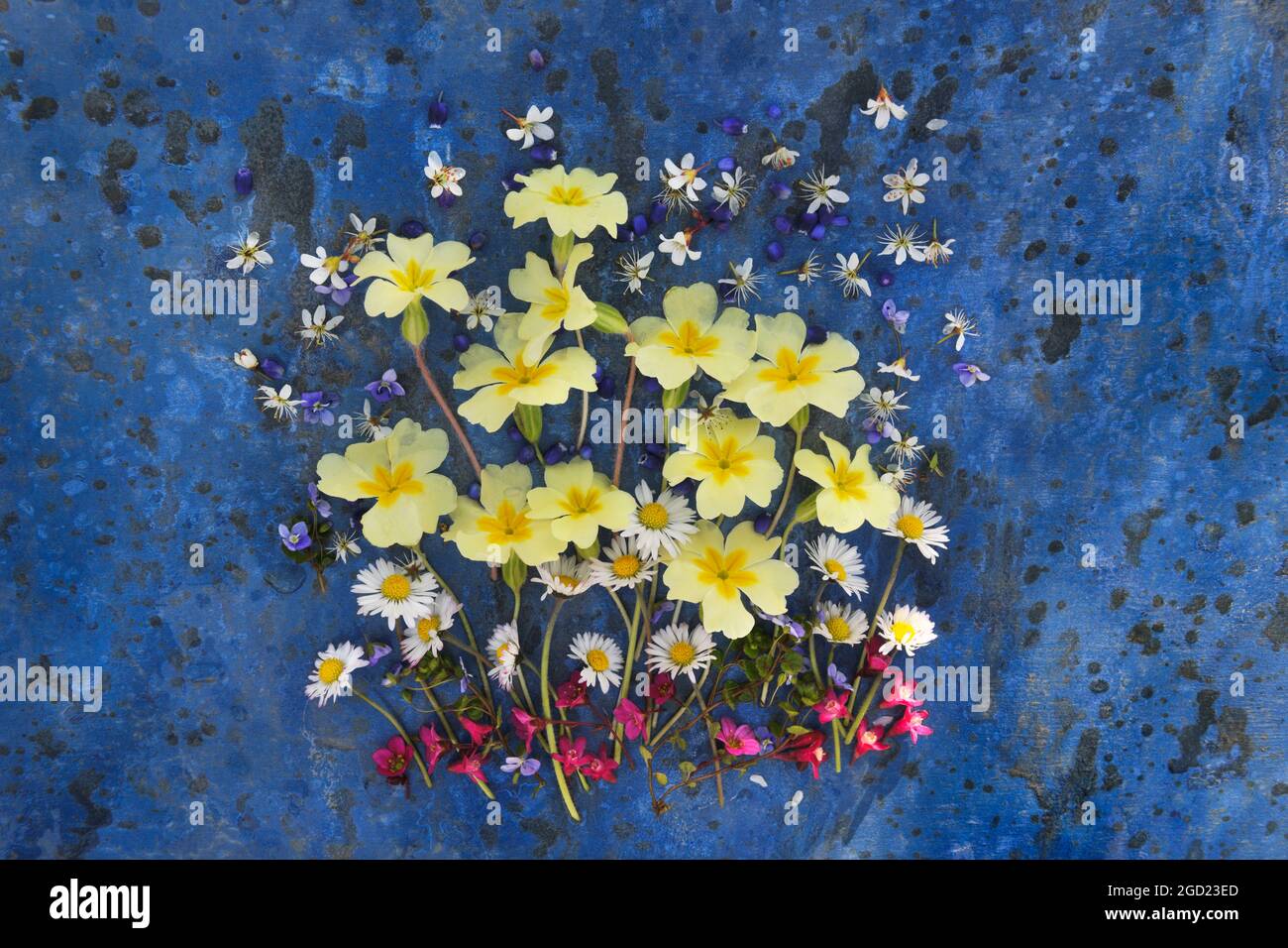 Arrangement of primrose flowers on painted blue background, with pink sedum, white daisy, and blackthorn flowers. Stock Photo